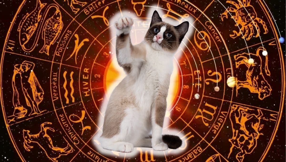 Horóscopo de tu gato: Las predicciones para tu michi hoy miércoles 25 septiembre