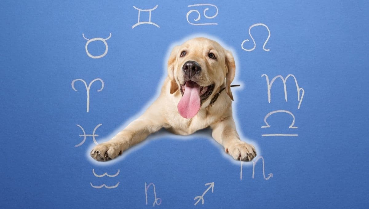 Horóscopo de tu perro: Las predicciones para tu lomito hoy miércoles 25 septiembre