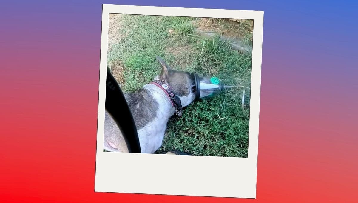 Perrita salva la vida de su dueña con esta sorprendente acción en un incendio