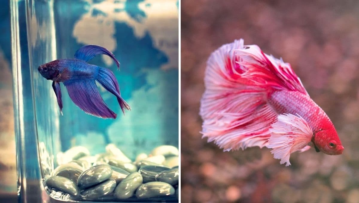 ¿Cómo cuidar a un pez betta como mascota?