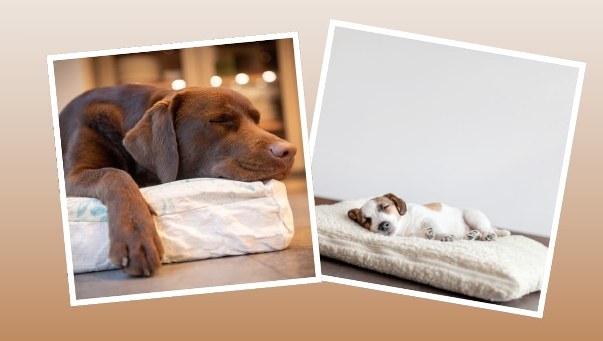 Estas son las horas que debe dormir tu perro al día, según su edad