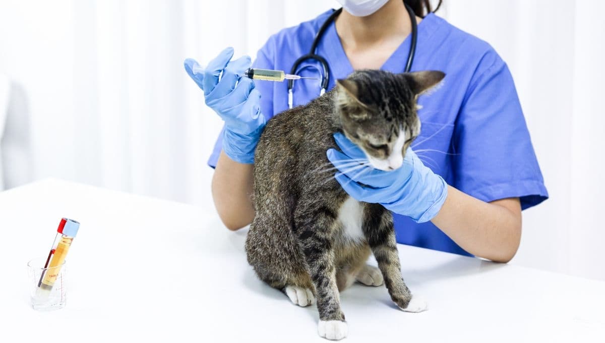 Las 5 veterinarias que atienden de forma gratuita en CDMX