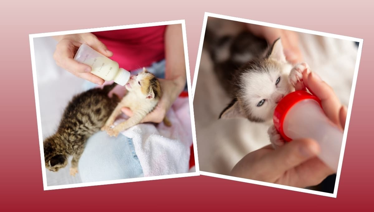 La manera correcta de alimentar a un gato bebé