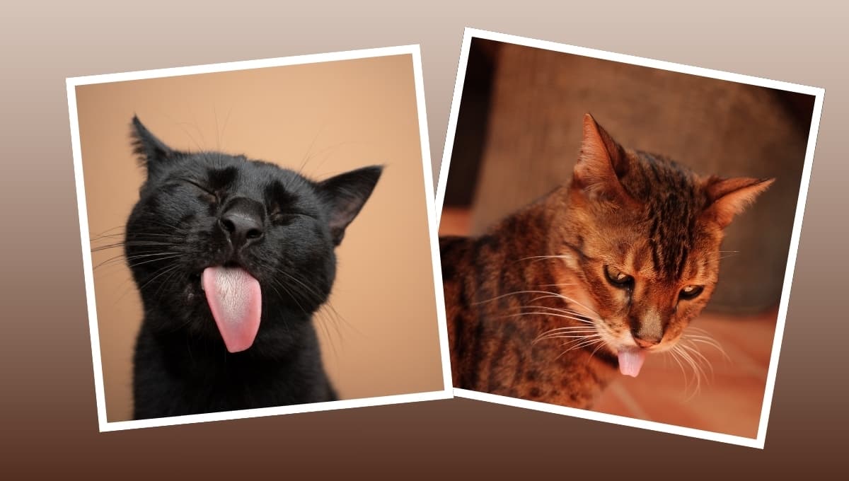 La peligrosa razón por la que tu gato saca la lengua