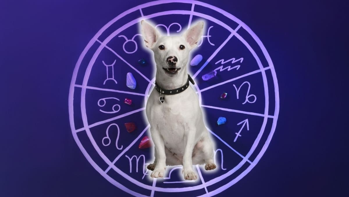 Horóscopo de tu perro: Las predicciones para tu lomito hoy jueves 26 septiembre