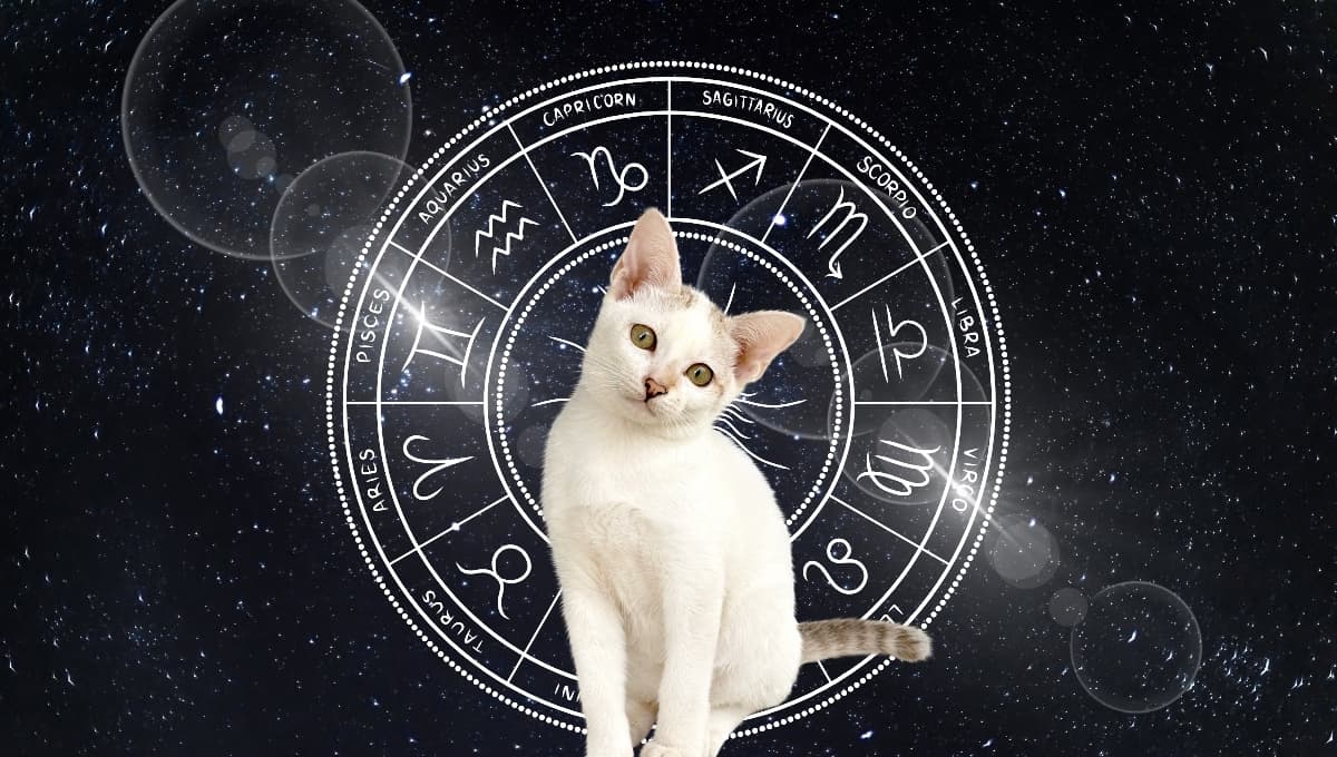 Horóscopo de tu gato: Las predicciones para tu michi hoy sábado 28 septiembre
