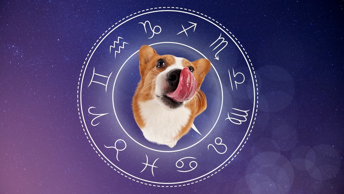 Horóscopo de tu perro: Las predicciones para tu lomito hoy sábado 28 septiembre