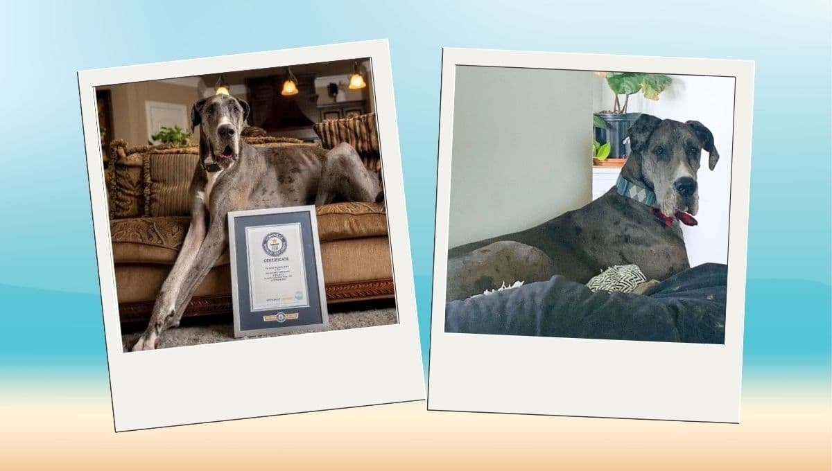 Conoce la perro más alto del mundo; pesaba casi 100 kilos