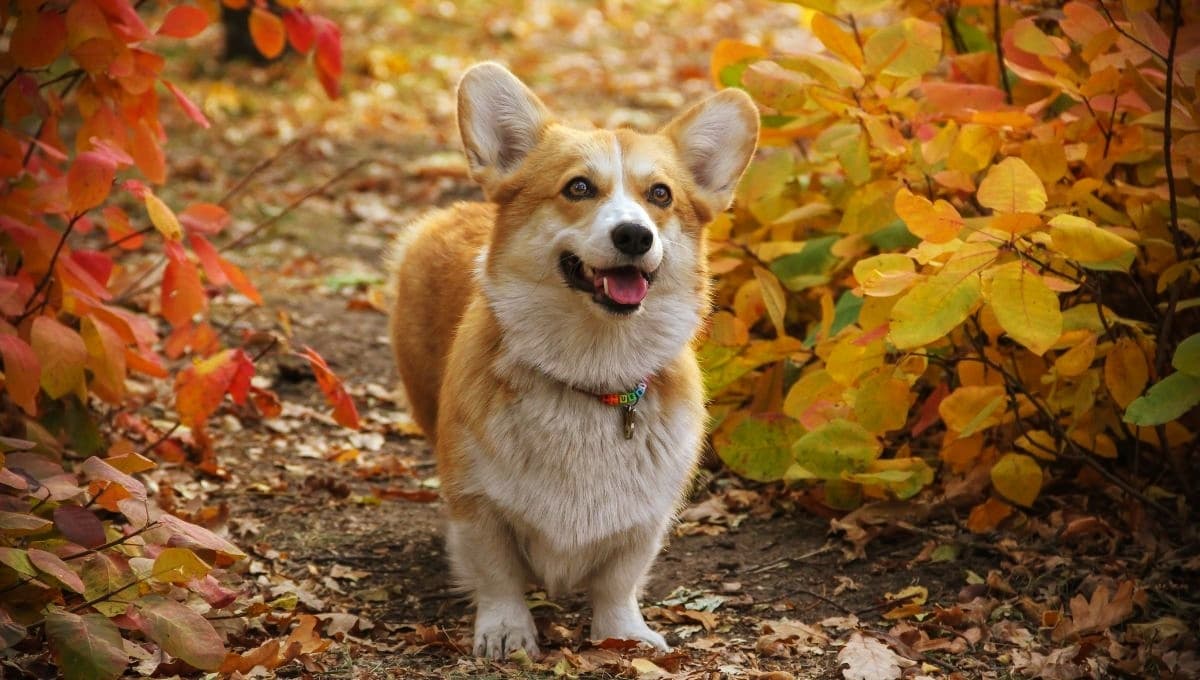 ¿Cómo proteger a tu perro de los parásitos en otoño?