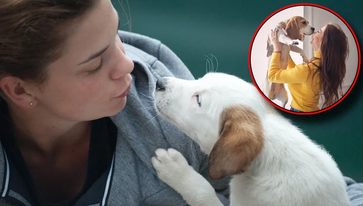 5 características de un perro que se siente SEGURO contigo