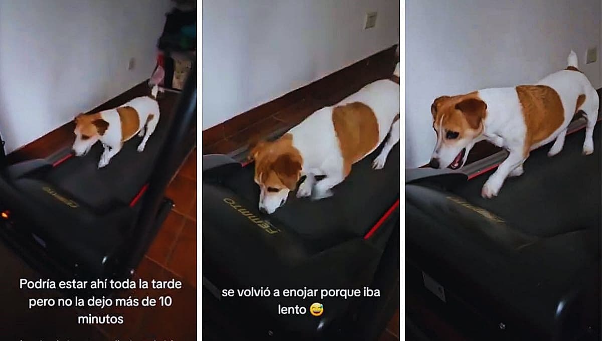 Perrita da el ejemplo en TikTok y utiliza este aparato de ejercicios