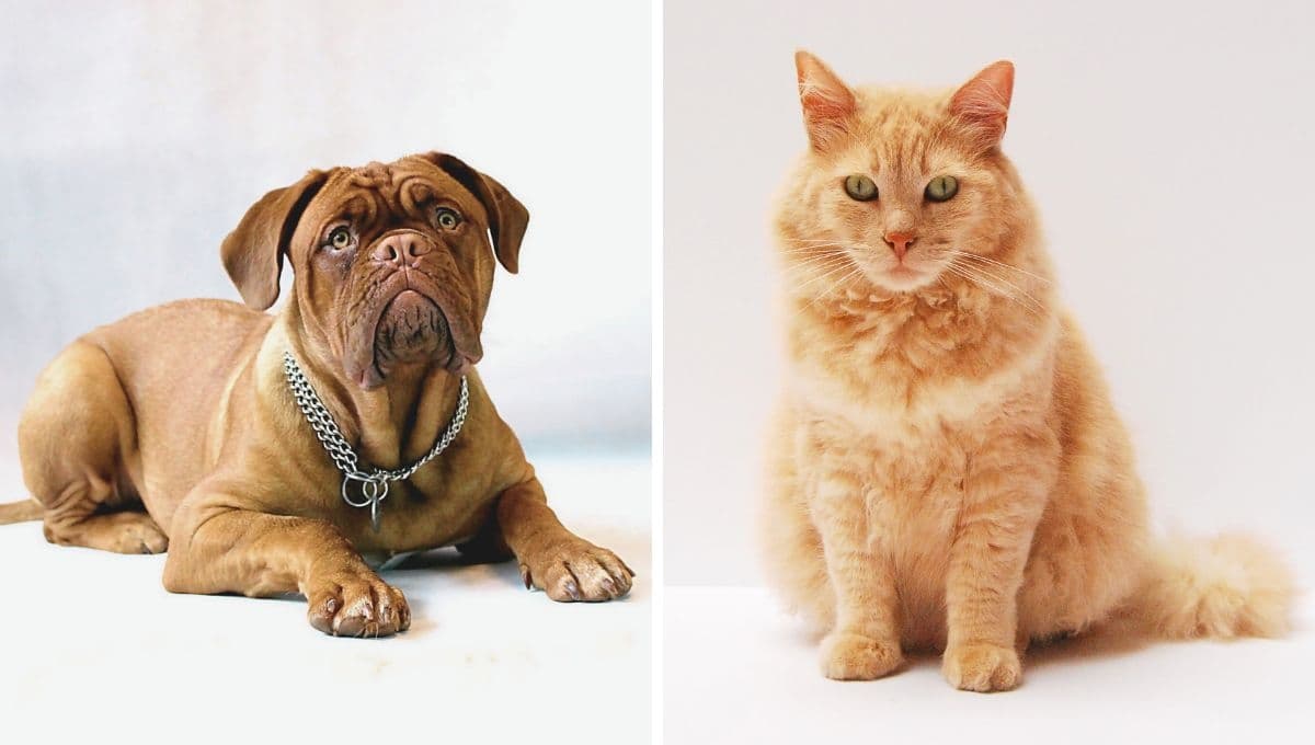 ¿Cómo preparar a tu perro o gato para recibir una vacuna?