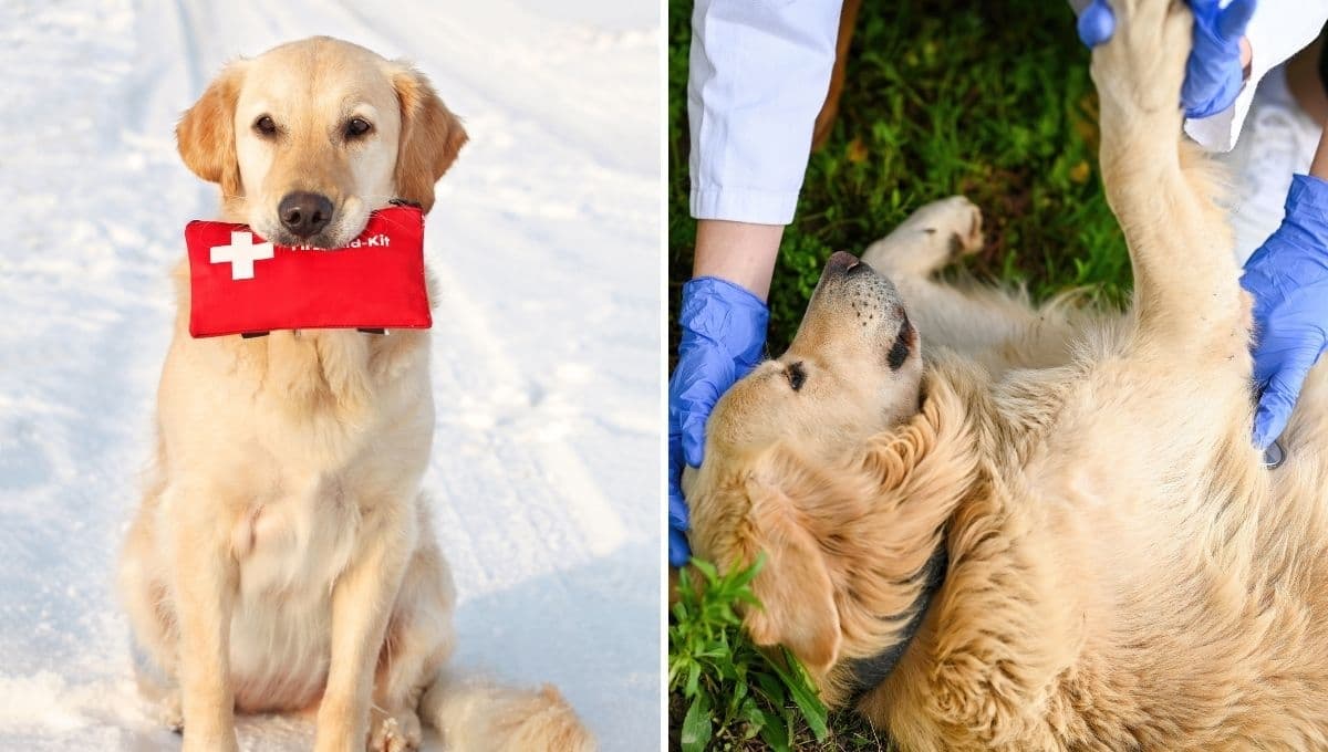 Esto es lo que debe tener el botiquín de primeros auxilios para tu mascota
