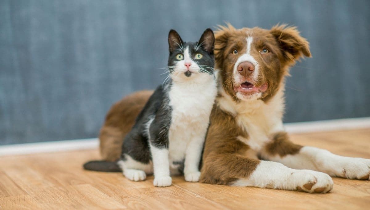 ¿Los perros pueden predecir los sismos?
