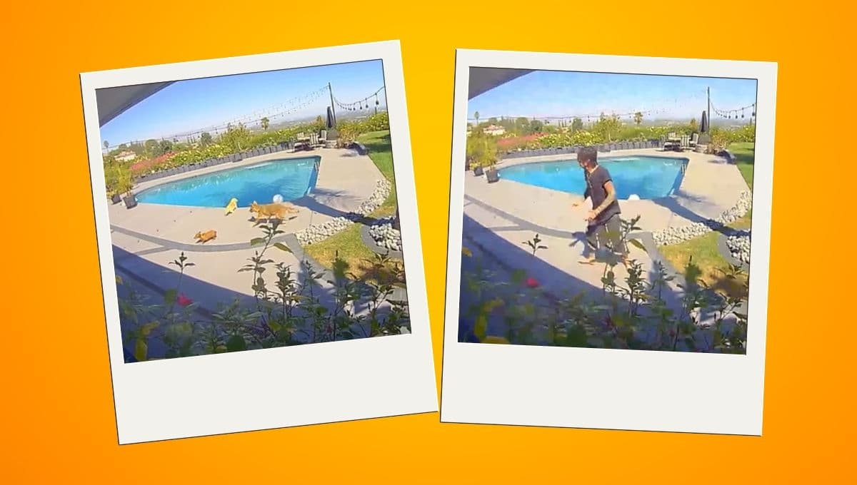 El momento en que Tommy Lee salva a su perro de un coyote