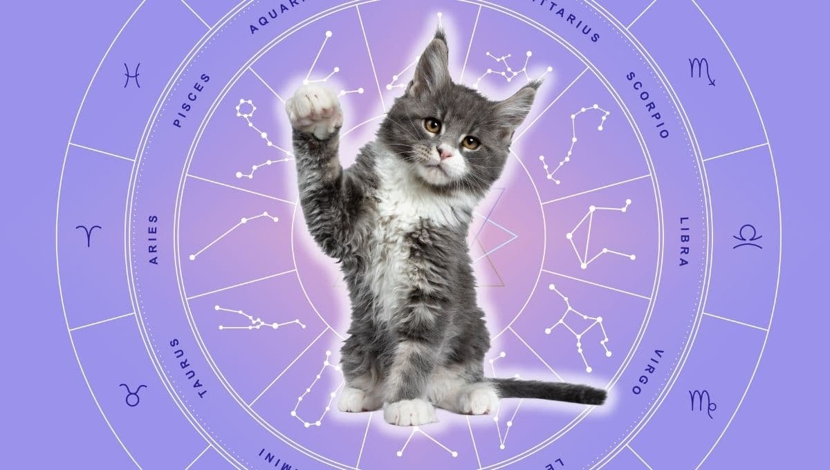 Horóscopo de tu gato: Las predicciones para tu michi hoy viernes 27 septiembre