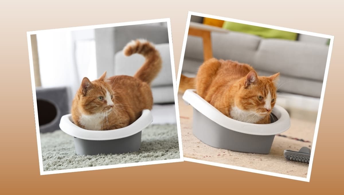 ¿Qué hacer si mi gato se hace popó en todos lados?