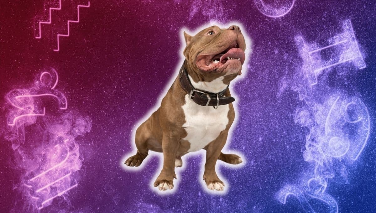 Horóscopo de tu perro: Las predicciones para tu lomito hoy viernes 27 septiembre