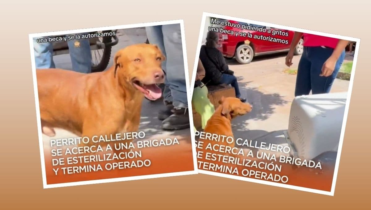 Perrito se acerca a campaña de esterilización y termina operado