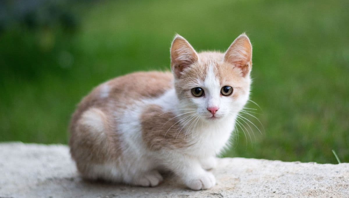 Los 3 tipos de plantas que son tóxicas para los gatos