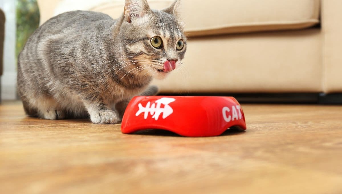 Las croquetas para gato altas en proteína y en menos de 100 pesos