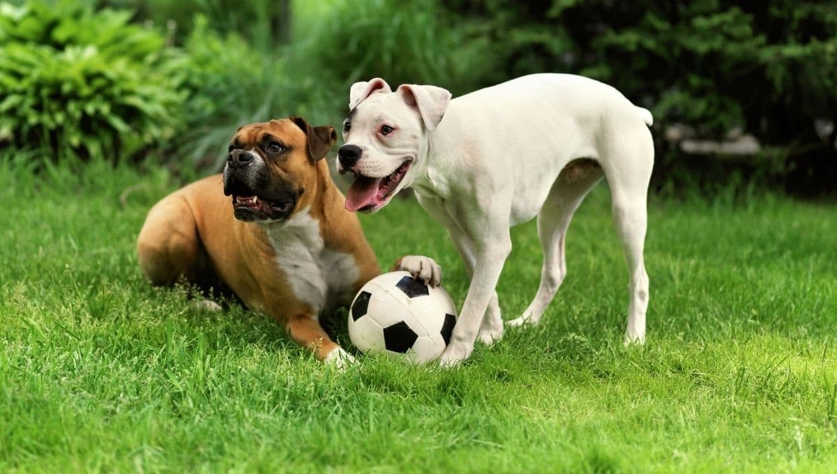 Estos son los nombres de perros más comunes en México