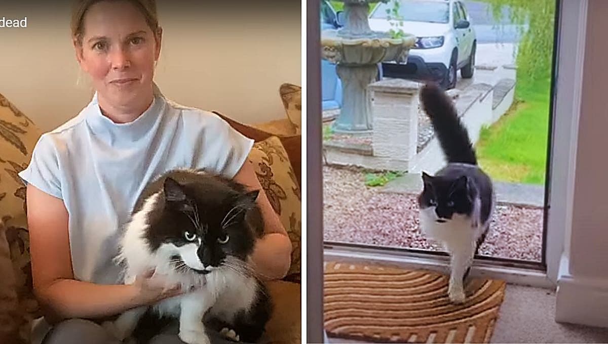 Un gato revive tras ser cremado, esta es la historia
