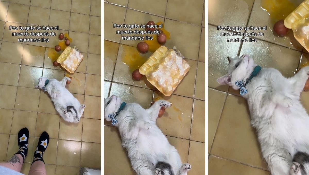 Gato se hace el muertito tras romper los huevos de la despensa