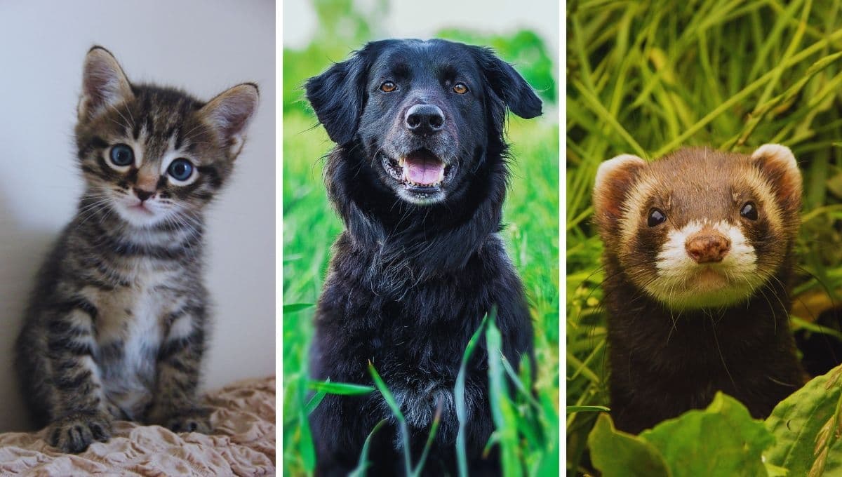 Prohíben la venta de gatos, perros y hurones en tiendas a partir de esta fecha