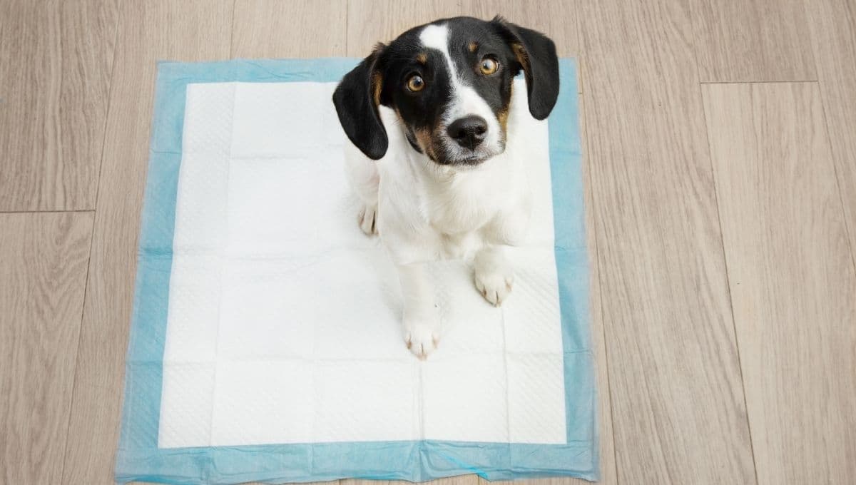 ¿Cómo hacer que tu perro haga pipí en el mismo lugar?