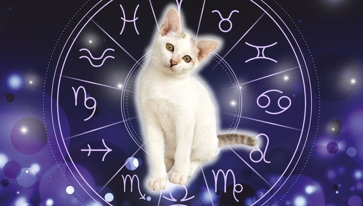 Horóscopo de tu gato: Las predicciones para tu michi hoy martes 1 de octubre