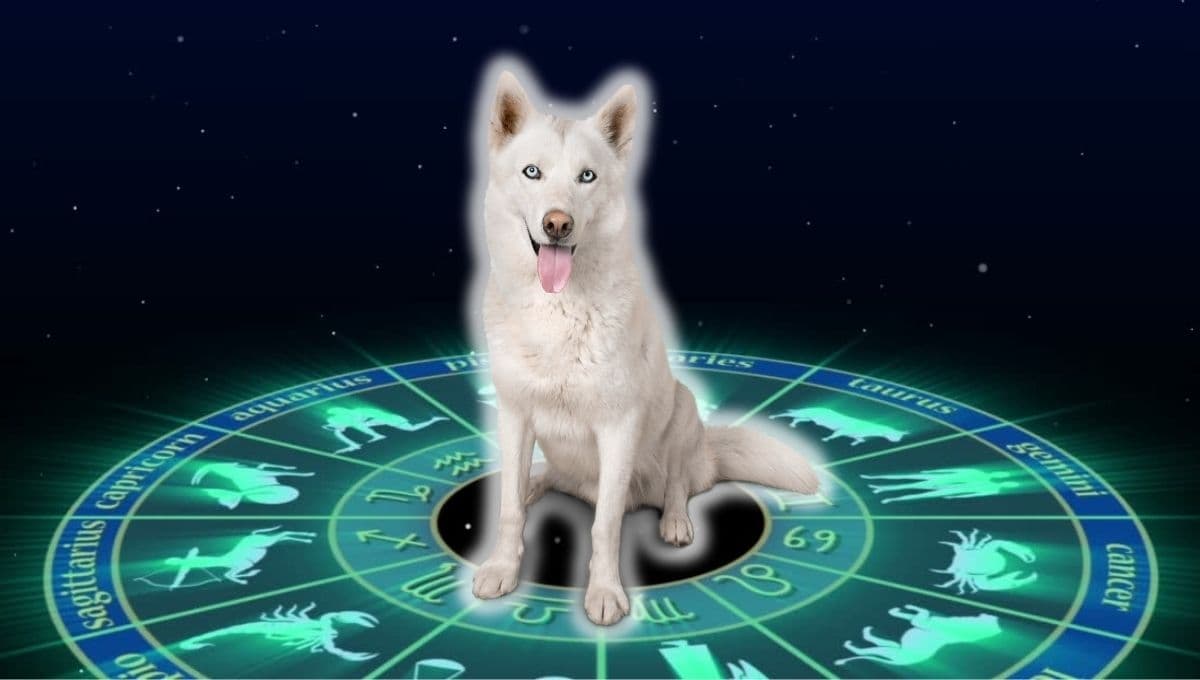 Horóscopo de tu perro: Las predicciones para tu lomito hoy martes 1 de octubre