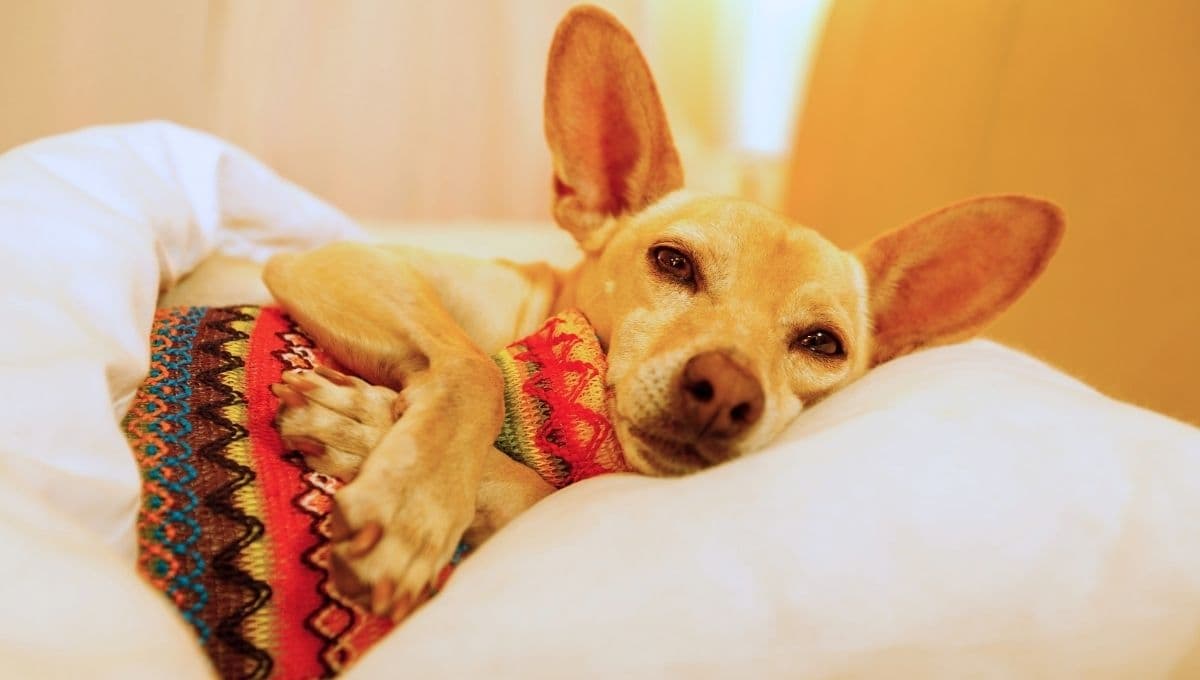 ¿Qué hacer si mi perro tiene fiebre?