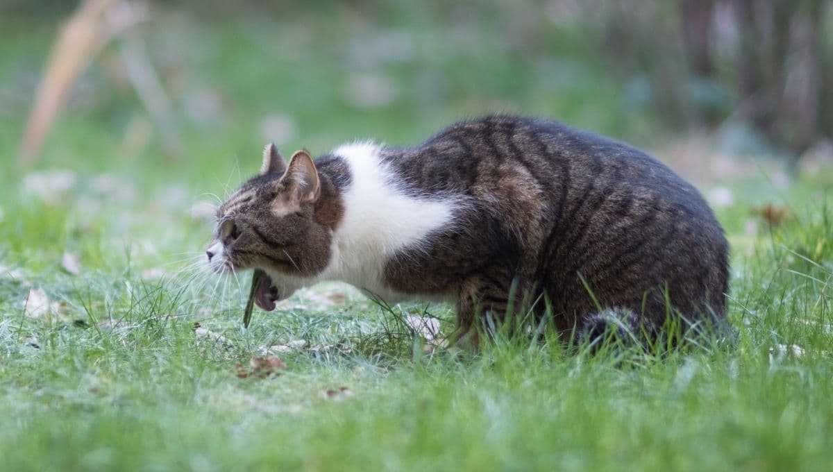 ¿De qué color es el vómito de tu gato? Estas son las razones