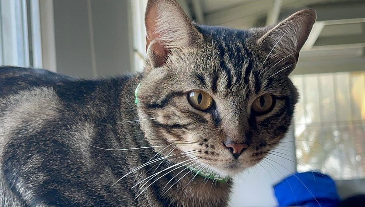 Muere querido gato de universidad; alumnos exigen justicia