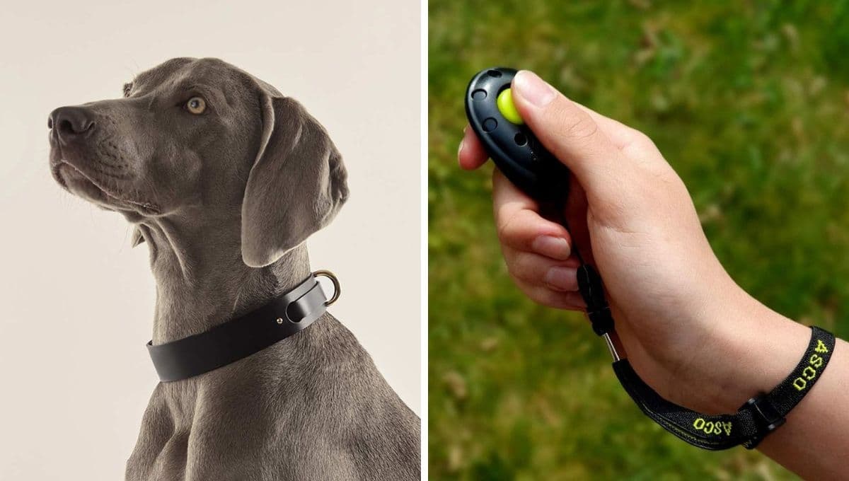 ¿Por qué no debes ponerle un collar electrónico a tu perro?