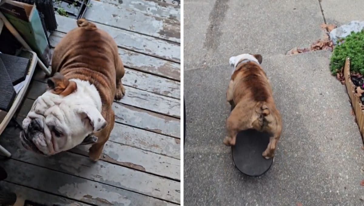Perro le muestra a su dueño que sabe andar en patineta