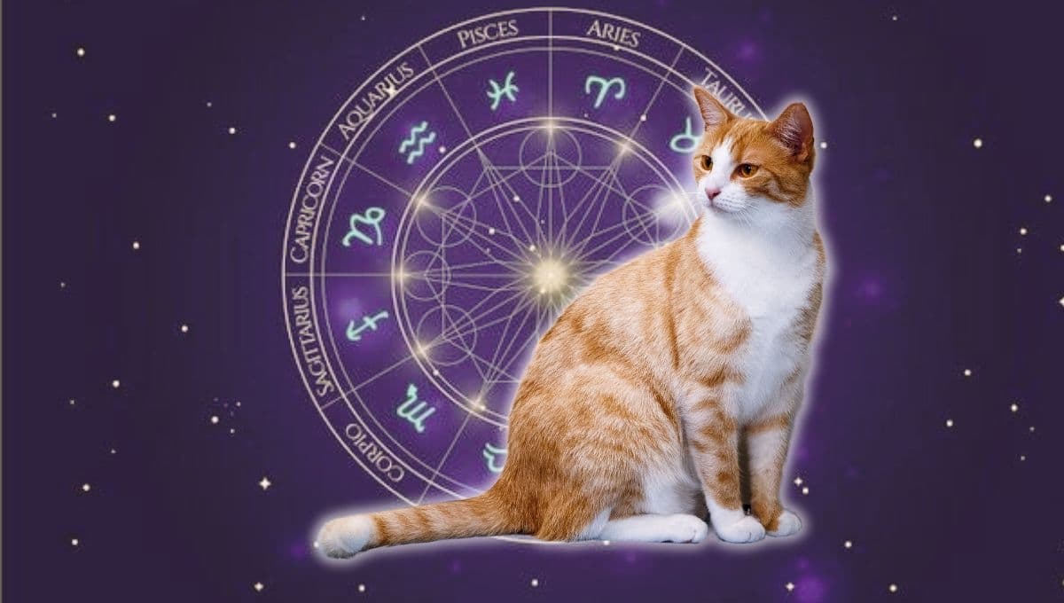 Horóscopo de tu gato: Las predicciones para tu michi hoy miércoles 2 de octubre