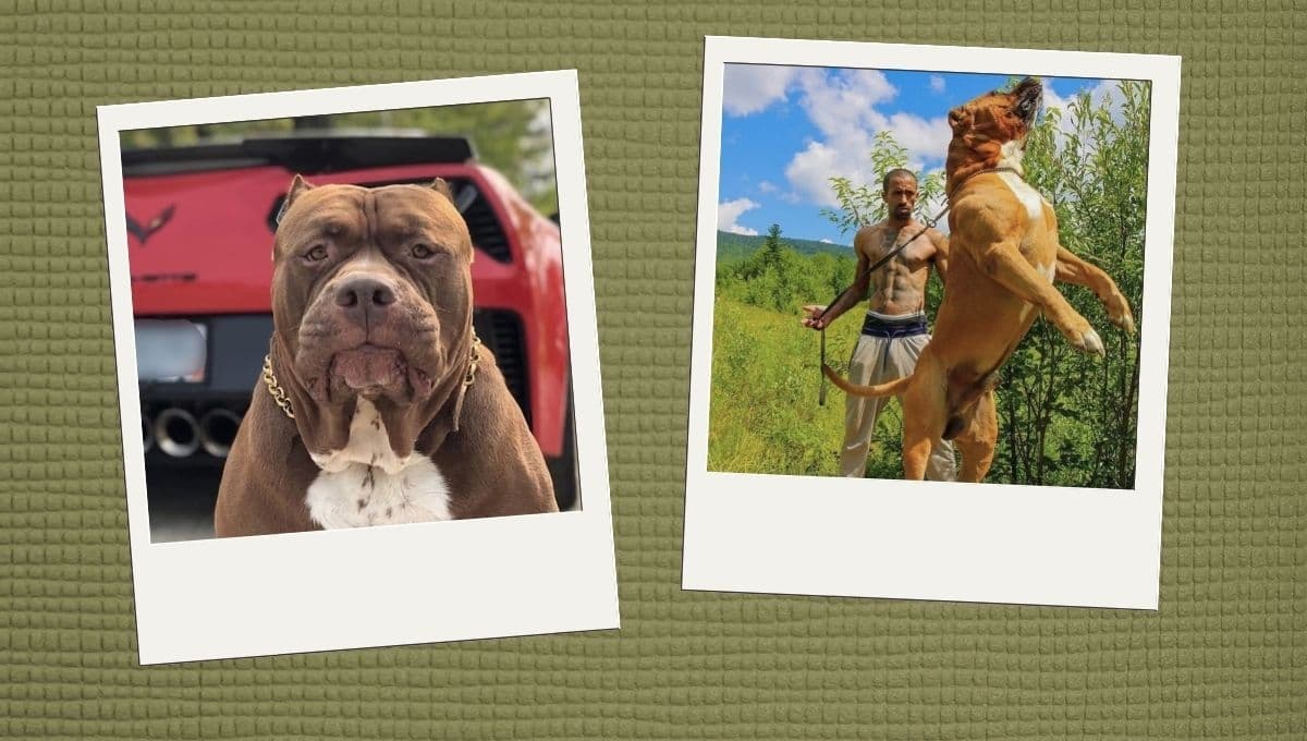Conoce a Hulk, el gigantesco pitbull que pesa más de 80 kilos