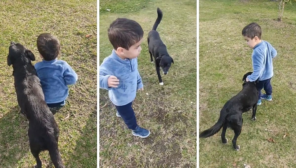 Niño con epilepsia tumoral aprende a caminar con ayuda de su perro