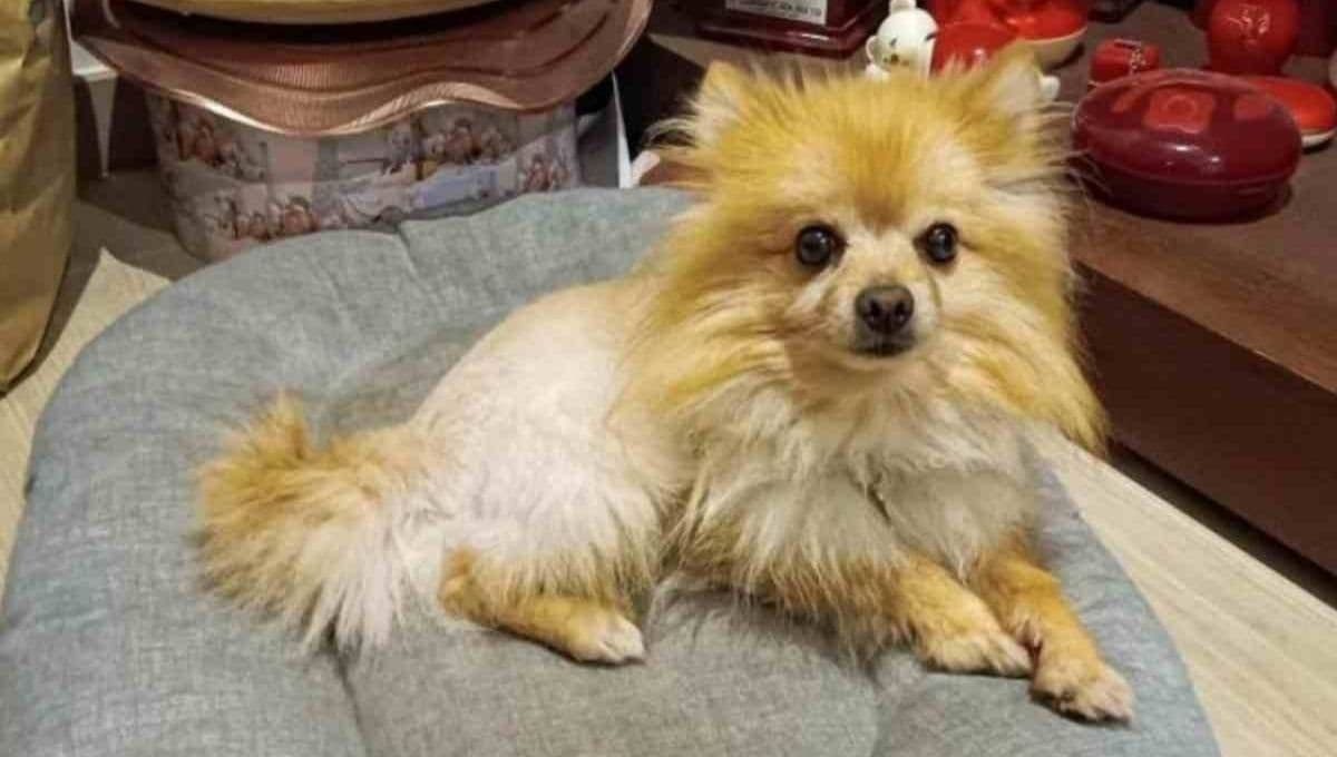 Ladrones le devuelven su perro a una niña con discapacidad