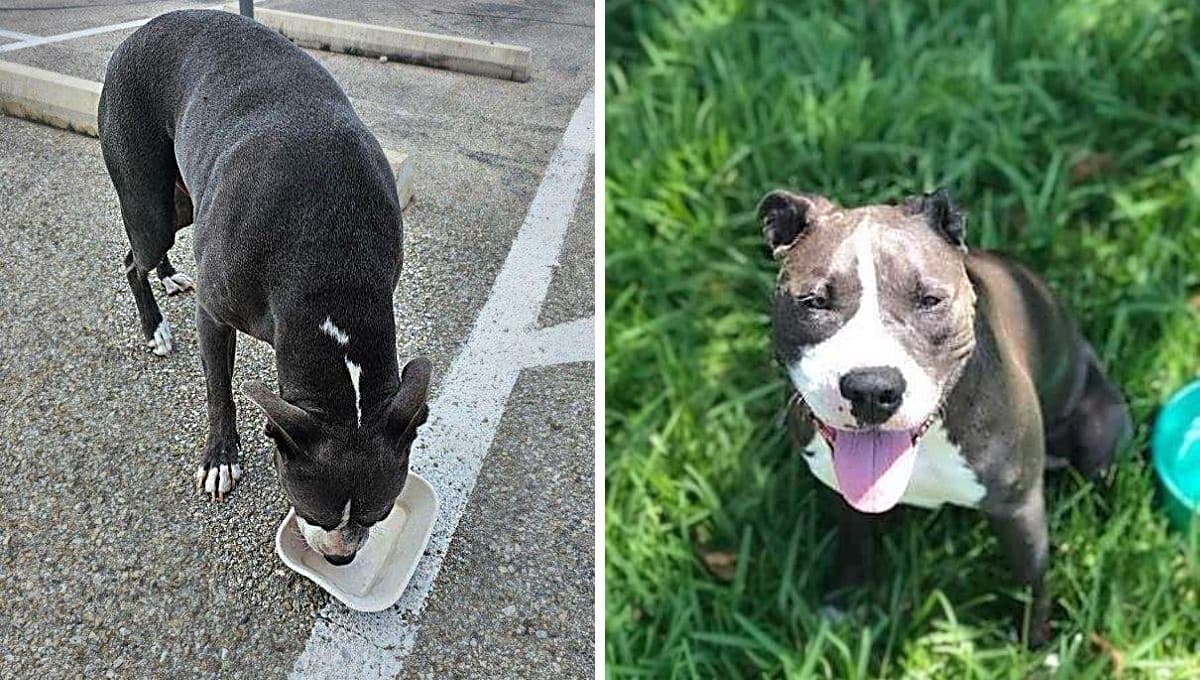 Dio por muerta a su mascota y se reencontró con ella 5 años después