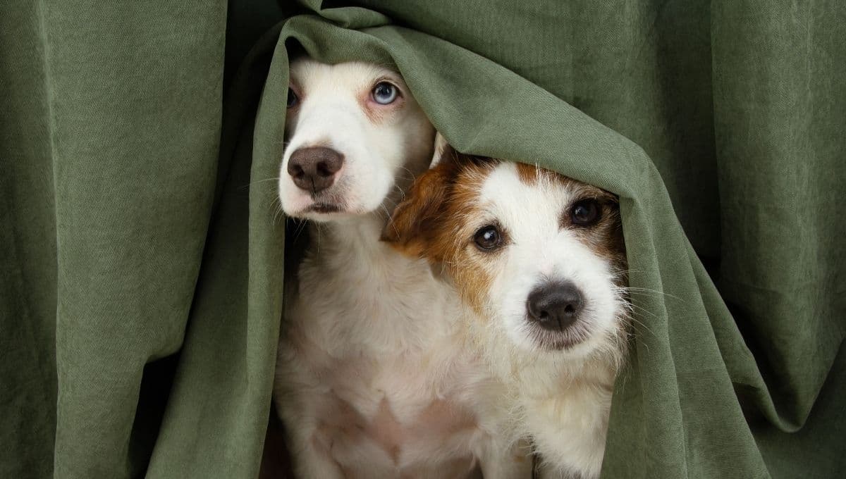 ¿Cómo cuidar a tu perro durante una tormenta?