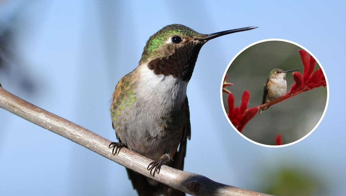 ¿Cómo hacer que lleguen colibríes a tu casa?
