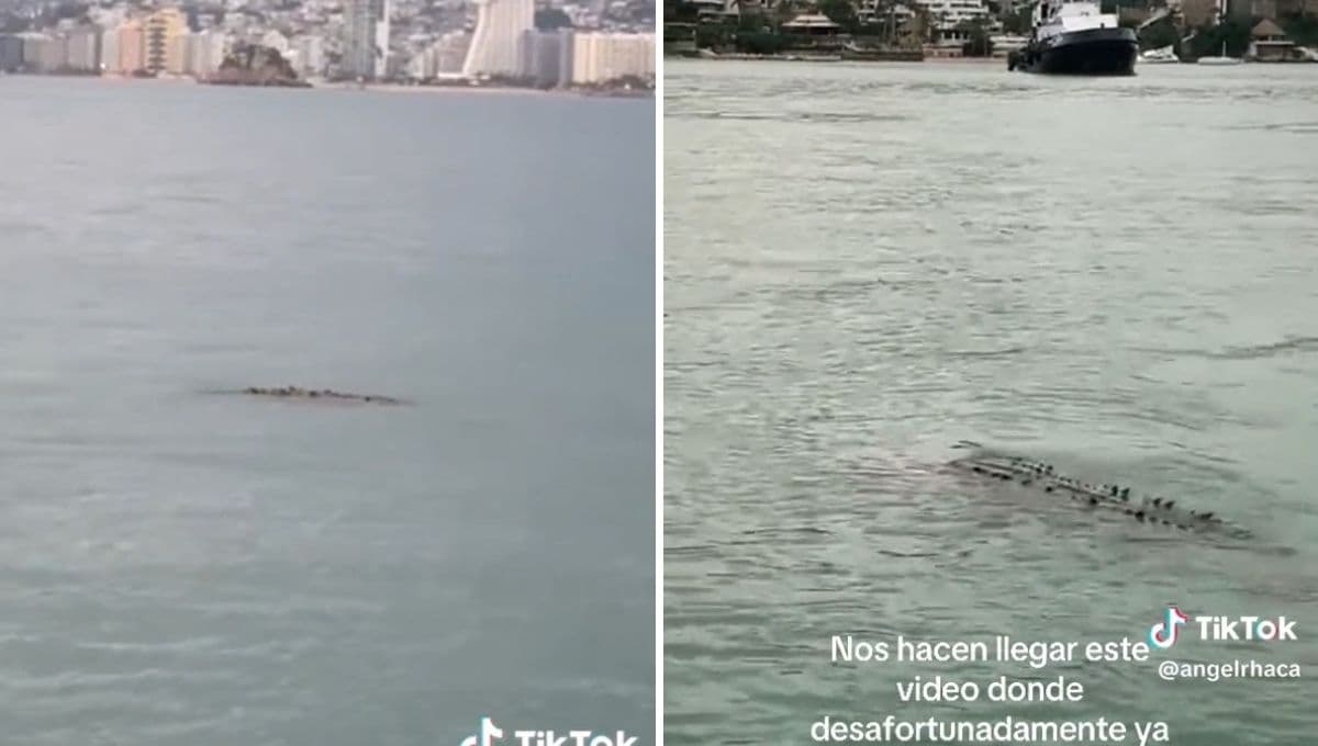 Captan a cocodrilos en Acapulco tras paso del Huracán John