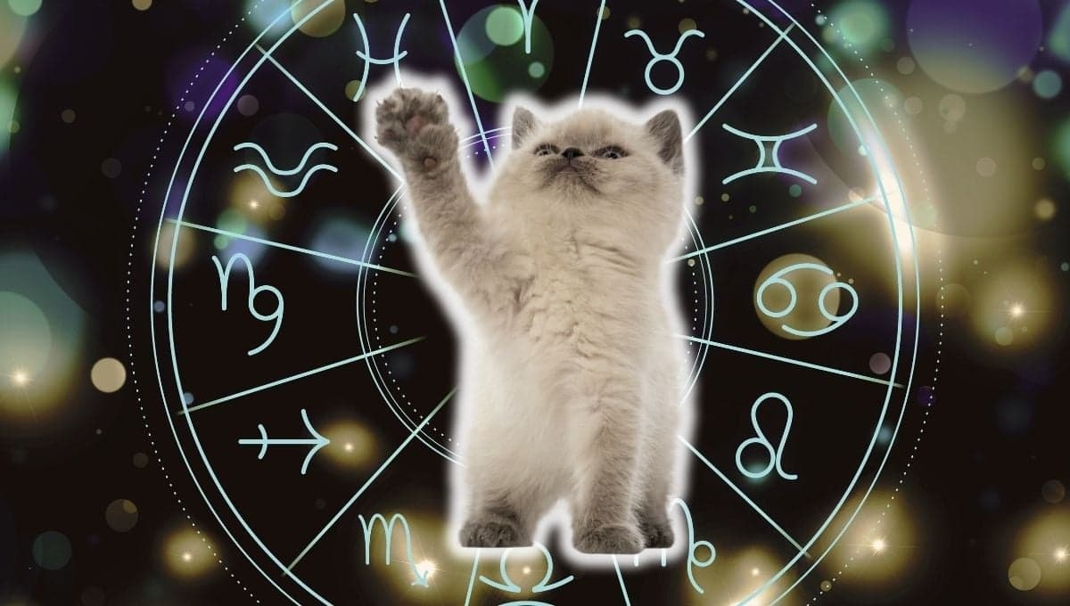 Horóscopo de tu gato: Las predicciones para tu michi hoy domingo 26 de enero