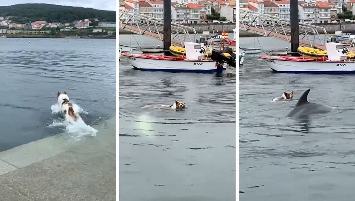 Perrito todos los días va al mar a saludar a su mejor amigo