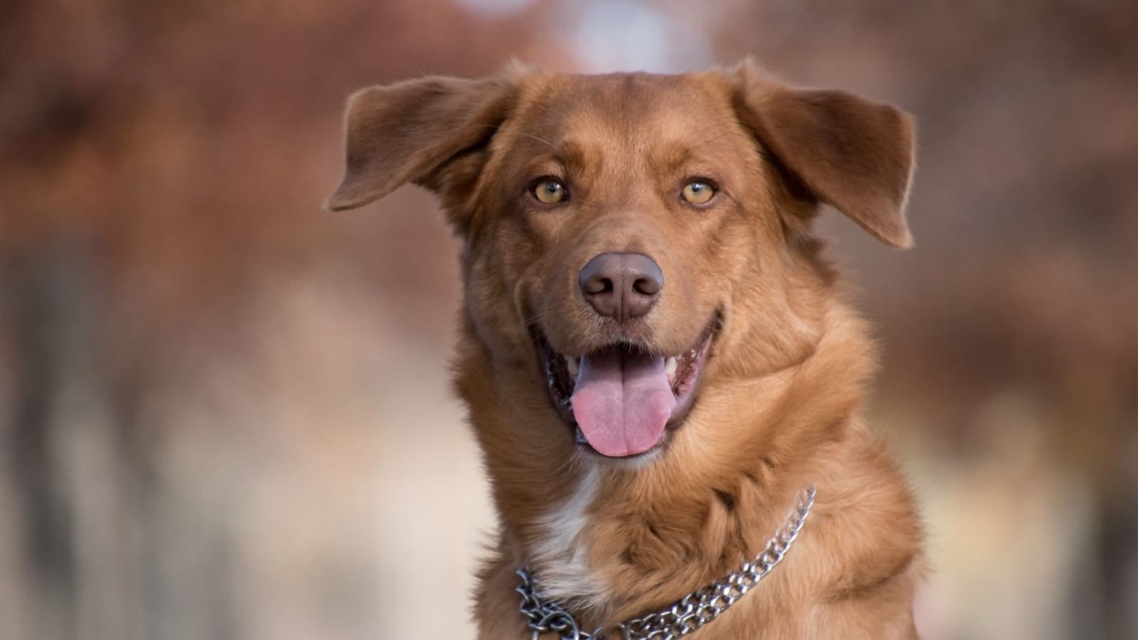 Las 7 cosas que debes hacer si tienes un perro en casa