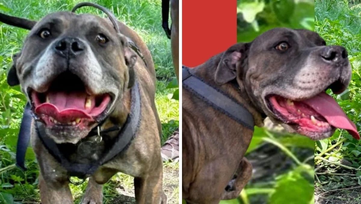 Conoce la historia de Amigo, perrito rescatado que quiere un hogar