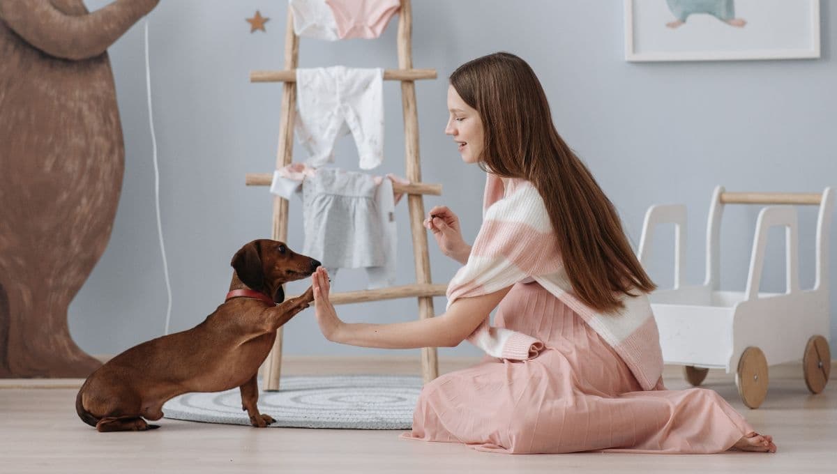 Así es como los perros comprenden las órdenes humanas